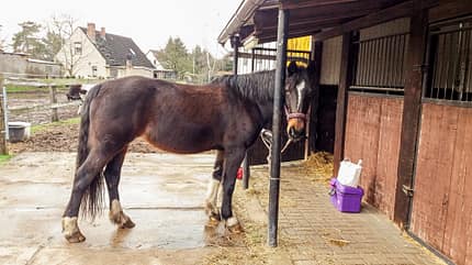 CAVALLO Reitschultest Magdeburg Reitschultest Magdeburg