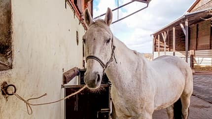 CAVALLO Reitschultest Magdeburg Reitschultest Magdeburg