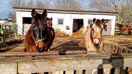 CAVALLO Reitschultest Magdeburg Reitschultest Magdeburg