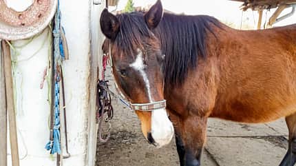 CAVALLO Reitschultest Magdeburg Reitschultest Magdeburg