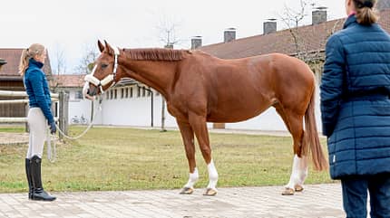 CAVALLO Wertermittlung Wertermittlung