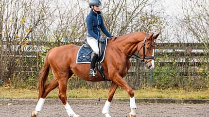 CAVALLO Wertermittlung Wertermittlung