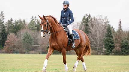 CAVALLO Wertermittlung Wertermittlung