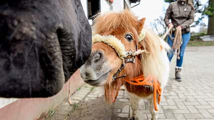 CAVALLO Shetty als Holzrückepferd Shetty als Holzrückepferd