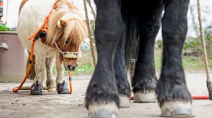 CAVALLO Shetty als Holzrückepferd Shetty als Holzrückepferd