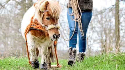 CAVALLO Shetty als Holzrückepferd Shetty als Holzrückepferd