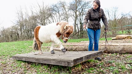 CAVALLO Shetty als Holzrückepferd Shetty als Holzrückepferd