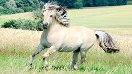 CAVALLO Titel Thema Tempo Titel Thema Tempo