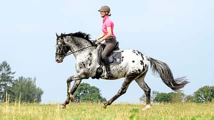 CAVALLO Spaß mit Pferden Spaß mit Pferden