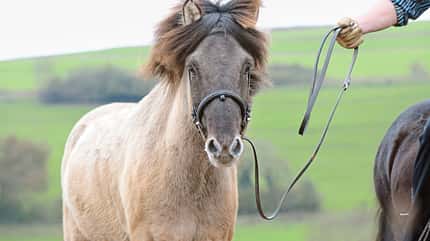CAVALLO Spaß mit Pferden Spaß mit Pferden