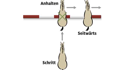 CAVALLO Spaß mit Pferden Spaß mit Pferden