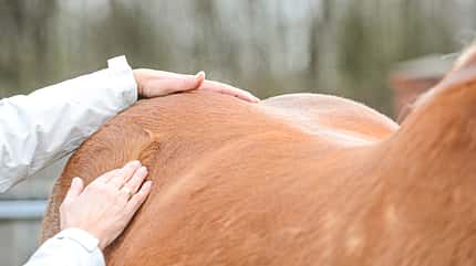 CAVALLO Coach CAVALLO Coach