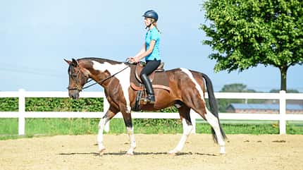 CAVALLO Medizin Kompendium Arthrose Medizin Kompendium Arthrose