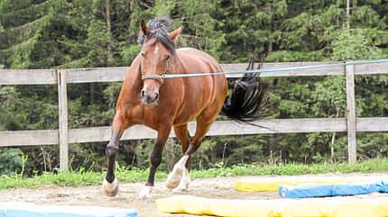 CAVALLO Kurze Trainings Kurze Trainings