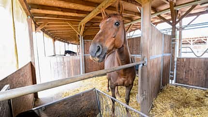 CAVALLO Rundställe Rundställe
