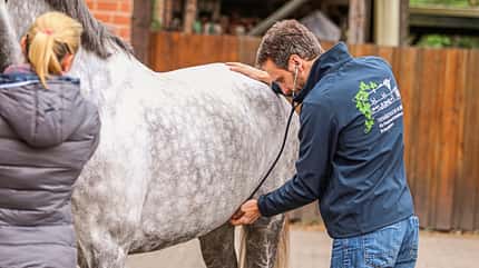 CAVALLO Tierarzt-Deutsch Tierarzt-Deutsch