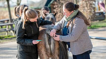 CAVALLO Erste Hilfe für Pferde Erste Hilfe für Pferde