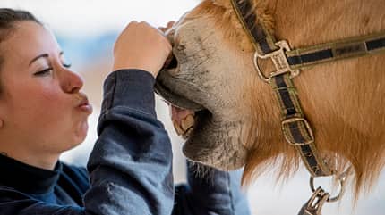 CAVALLO Erste Hilfe für Pferde Erste Hilfe für Pferde
