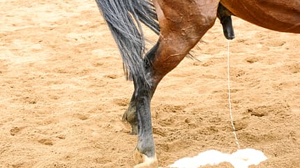 CAVALLO Medizin Kompendium Medizin Kompendium