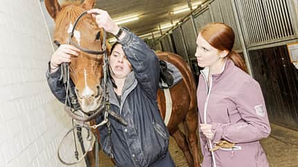 CAVALLO Schulpferde gesucht Schulpferde gesucht