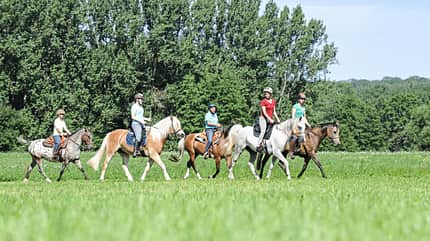 CAVALLO Schulpferde gesucht Schulpferde gesucht