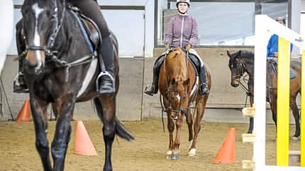CAVALLO Schulpferde gesucht Schulpferde gesucht