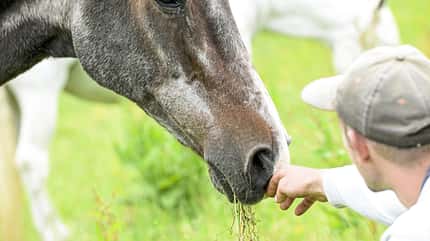 CAVALLO Schulpferde gesucht Schulpferde gesucht