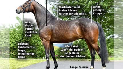 CAVALLO Superpferde Superpferde