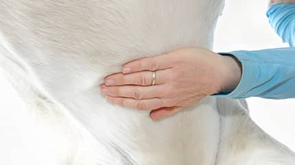CAVALLO Superpferde Superpferde