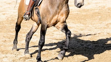 CAVALLO Was der Atem über Ihr Pferd verrät Was der Atem über Ihr Pferd verrät