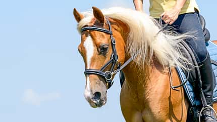 CAVALLO Was der Atem über Ihr Pferd verrät Was der Atem über Ihr Pferd verrät