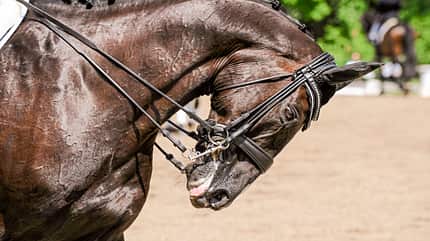 CAVALLO Was der Atem über Ihr Pferd verrät Was der Atem über Ihr Pferd verrät