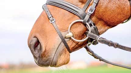 CAVALLO Was der Atem über Ihr Pferd verrät Was der Atem über Ihr Pferd verrät