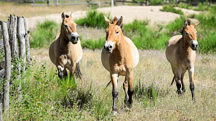 CAVALLO Wildpferde Wildpferde