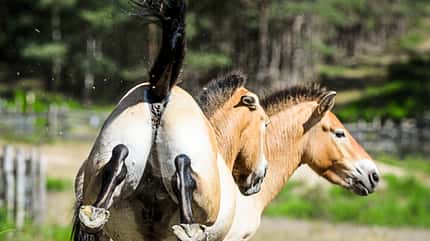 CAVALLO Wildpferde Wildpferde