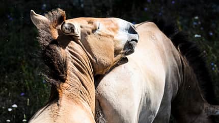 CAVALLO Wildpferde Wildpferde