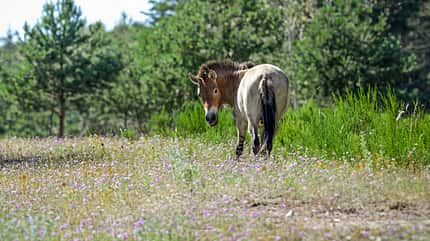 CAVALLO Wildpferde Wildpferde