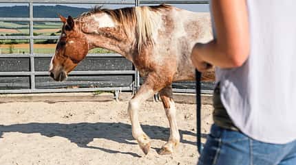 CAVALLO Roundpen Roundpen