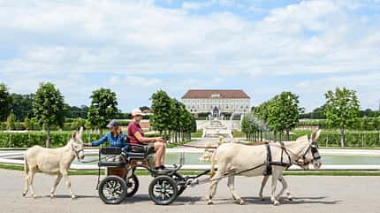 CAVALLO Barockesel Barockesel