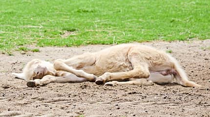CAVALLO Barockesel Barockesel