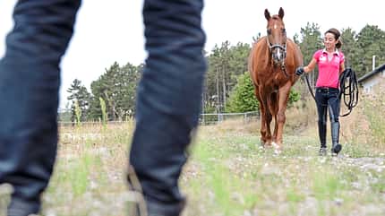 CAVALLO Aus Hufen lesen Aus Hufen lesen