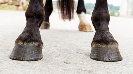 CAVALLO Aus Hufen lesen Aus Hufen lesen