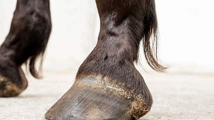 CAVALLO Aus Hufen lesen Aus Hufen lesen