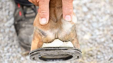 CAVALLO Aus Hufen lesen Aus Hufen lesen