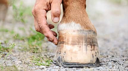 CAVALLO Aus Hufen lesen Aus Hufen lesen