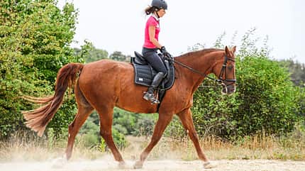 CAVALLO Aus Hufen lesen Aus Hufen lesen