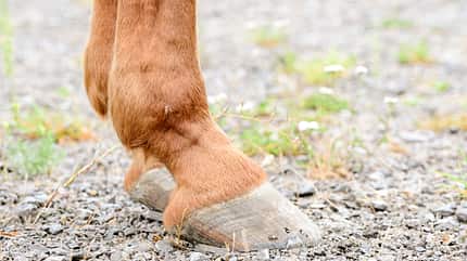 CAVALLO Aus Hufen lesen Aus Hufen lesen