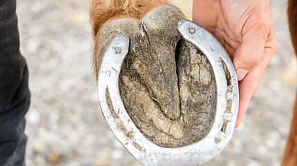 CAVALLO Aus Hufen lesen Aus Hufen lesen