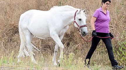 CAVALLO Aus Hufen lesen Aus Hufen lesen