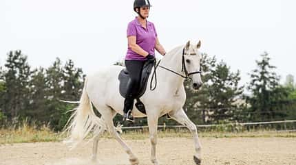 CAVALLO Aus Hufen lesen Aus Hufen lesen